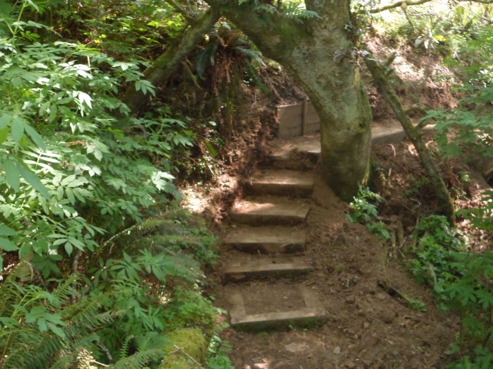 Stairs in the forest
