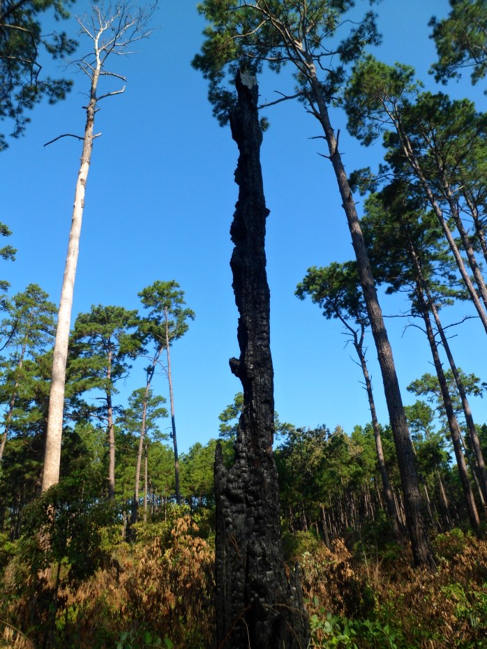 Burned out tree