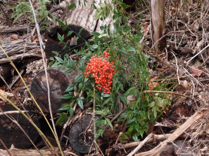 Berries along the trail