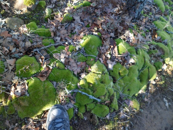 splash of color on the trail in winter