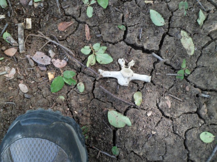 vertebrae that Court found