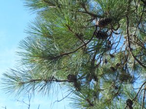 pine cones