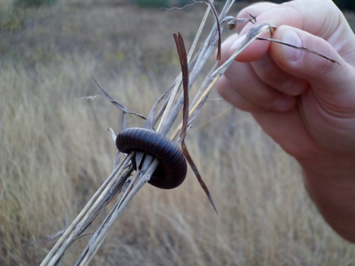 millipede along the trail