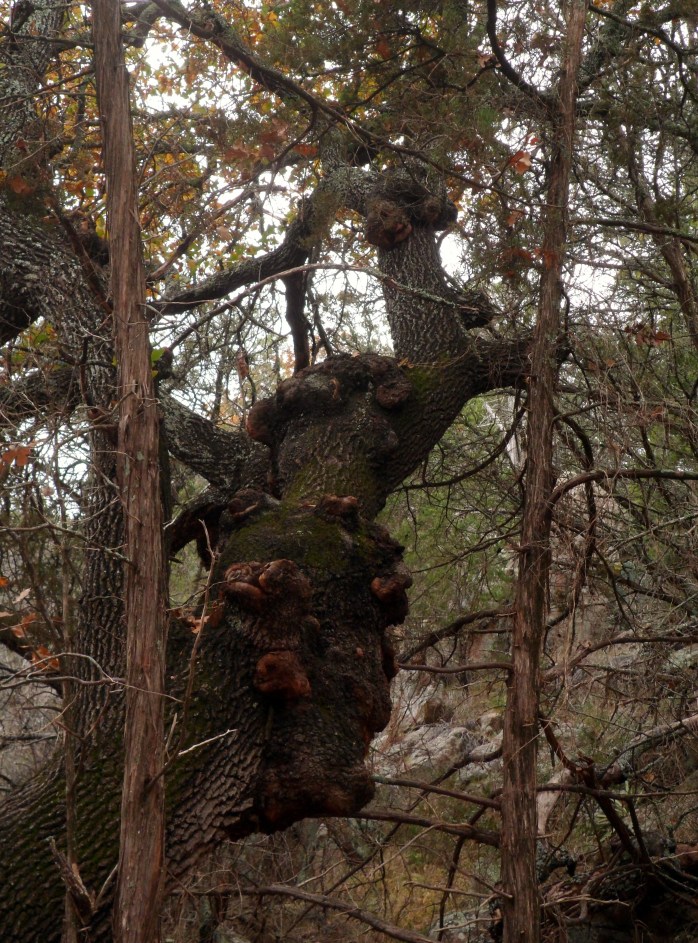 Court liked this tree