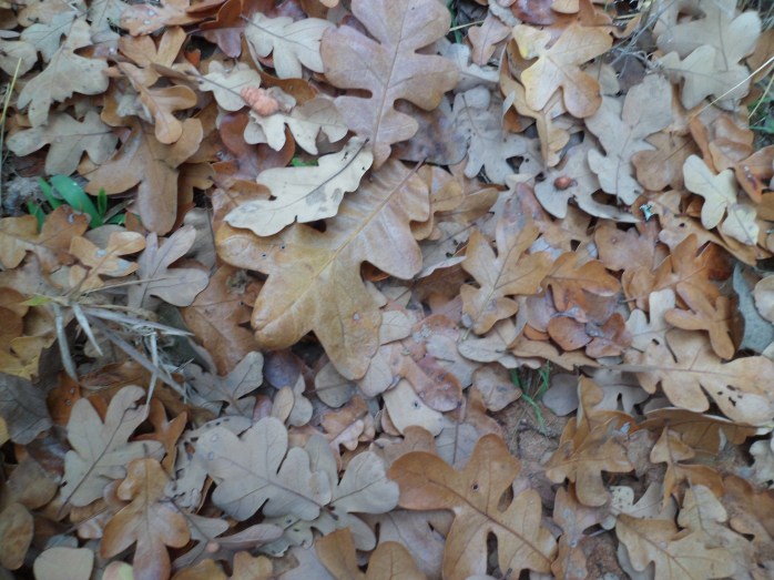 leaves covering the trail