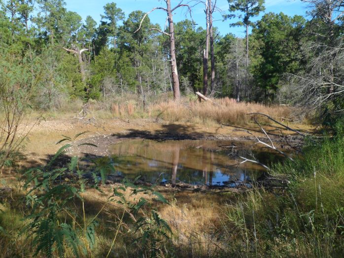 pond level on November hike