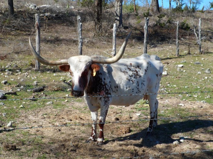 longhorn with the bloody eye