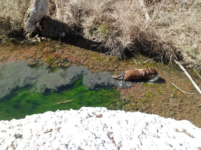 Sam swimming near the falls