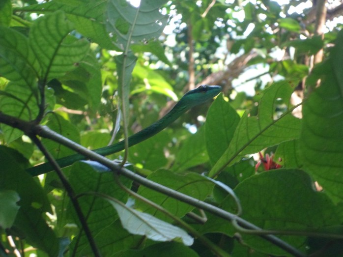 snake right over the trail.  he was thin, but long.  very pretty.