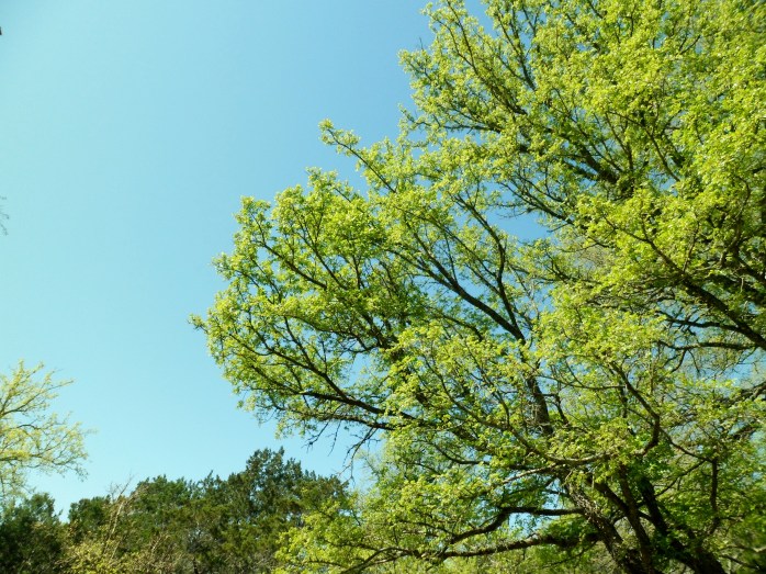 spring in Texas