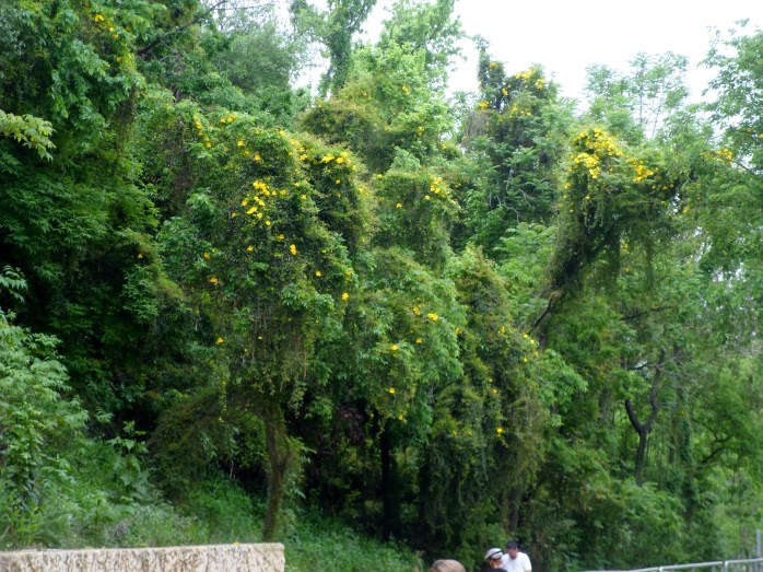 flowers in the trees over the boardwalk
