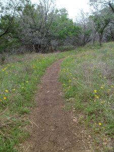 wildflowers on the trail