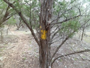 yellow blazes marked the trail