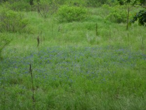 bluebonnets