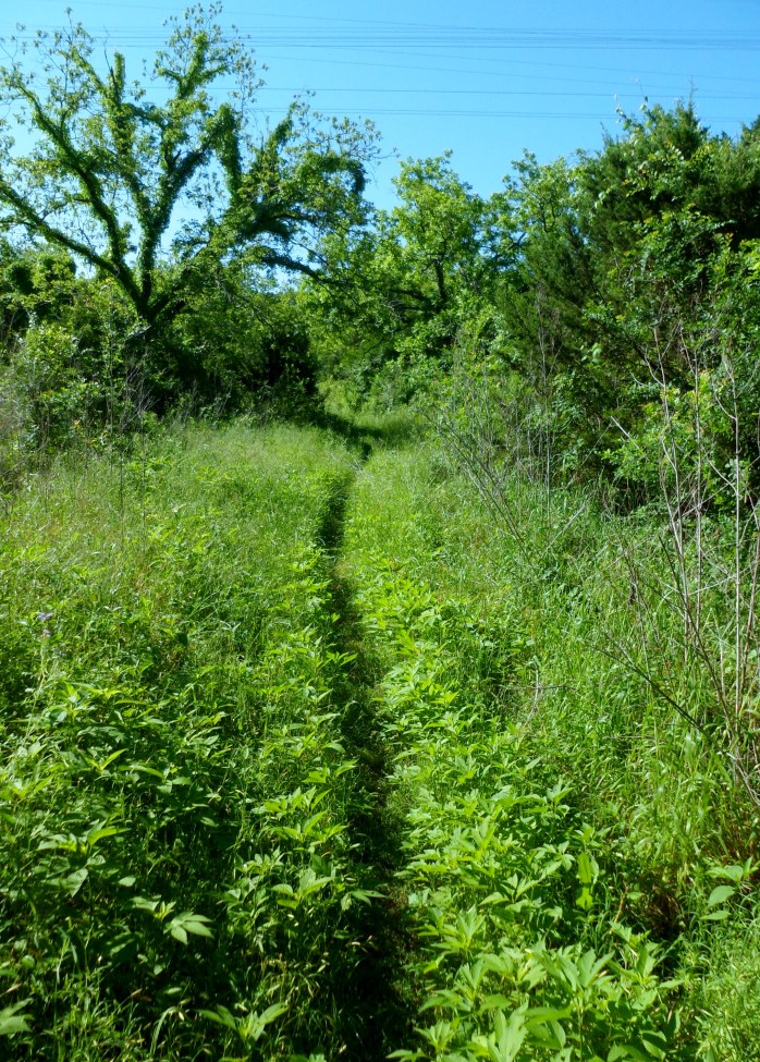 overgrown, but it's there