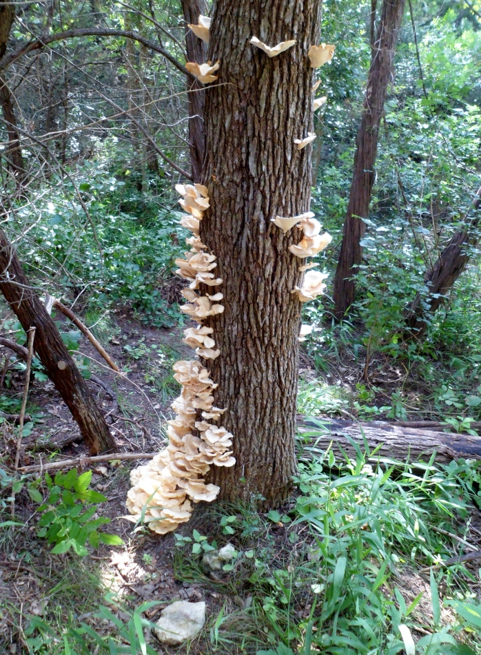 crazy fungus tree