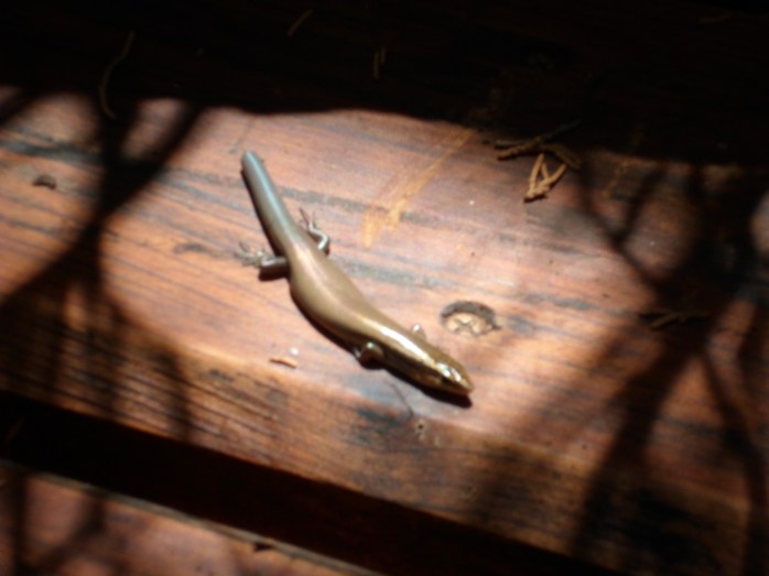 little skink (?) along the trail