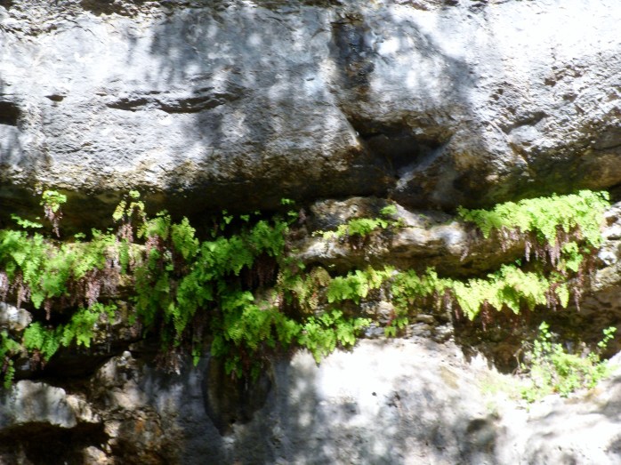 some ferns hanging on