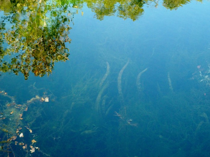 tendrils below the surface