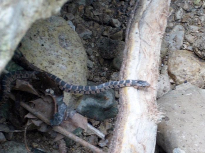 Biff found a baby rat snake
