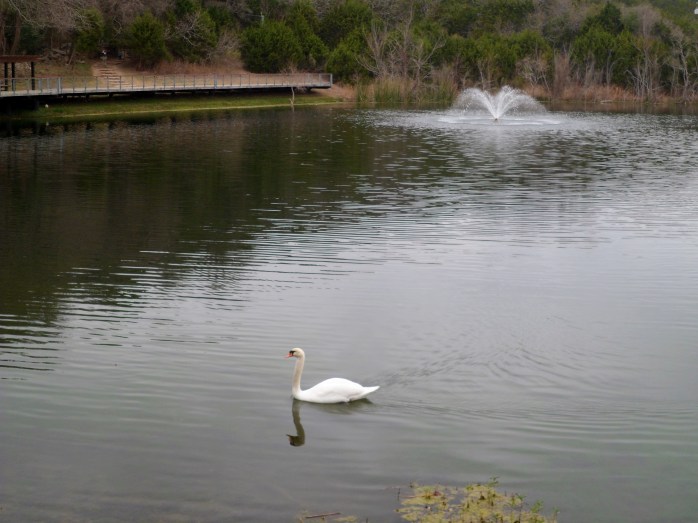 stop looking at me swan!