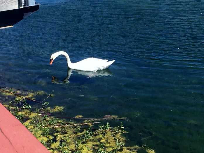 Security Swan