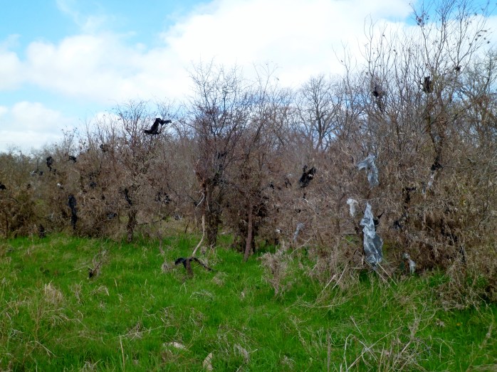 Trash bags leftover from the floods. These went on for hundreds of yards.
