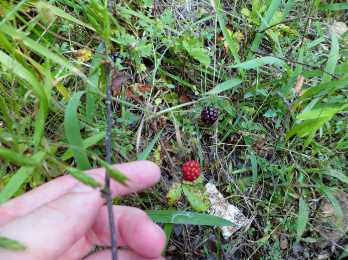 wild raspberries...yes please