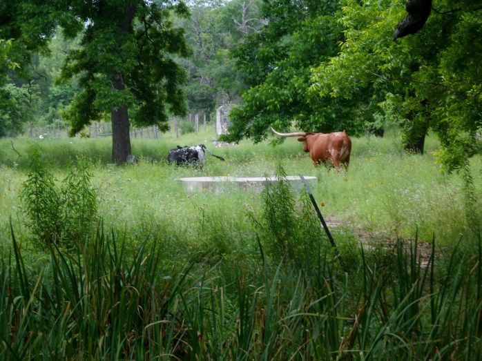 Longhorn on private land bordering the trail