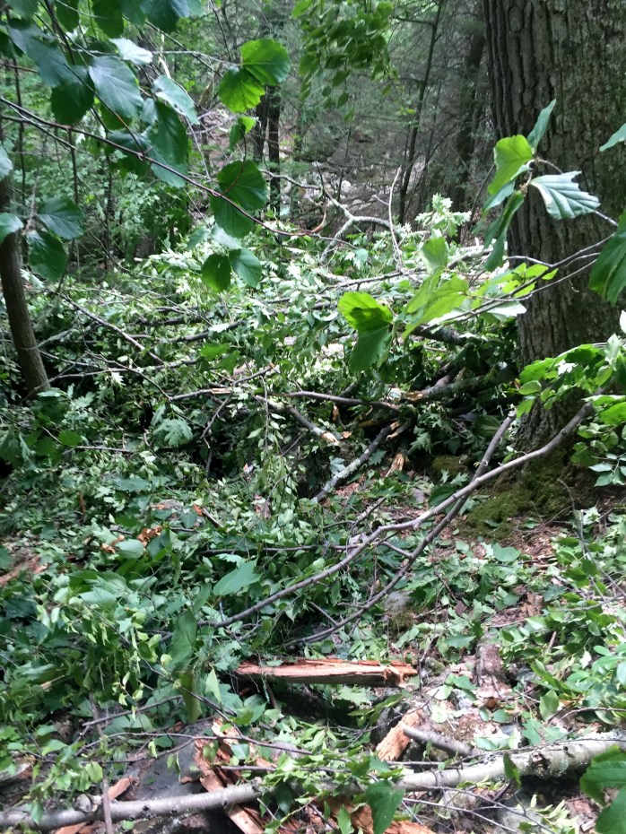 There used to be a trail there