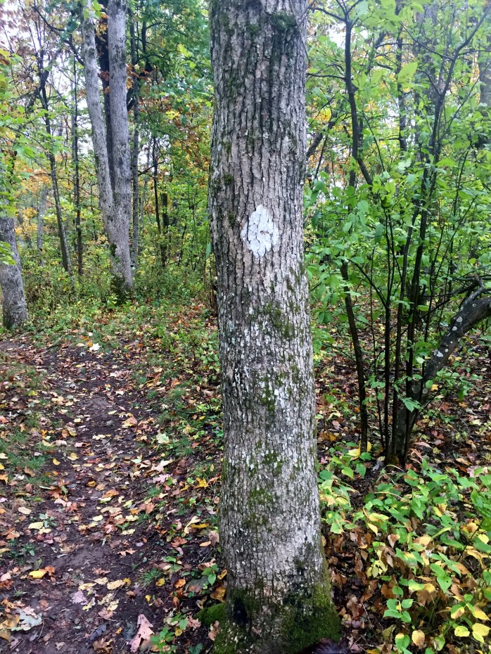Benton MacKaye Trail blaze